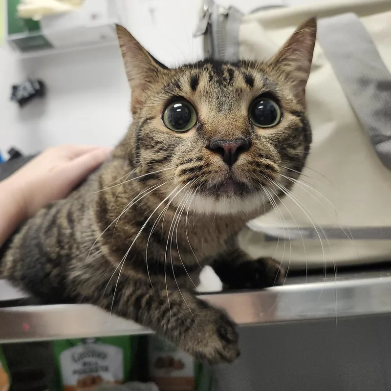 An adult large-sized female Brown / Chocolate Domestic Short Hair cat named Ellie for adoption in Tampa, FL