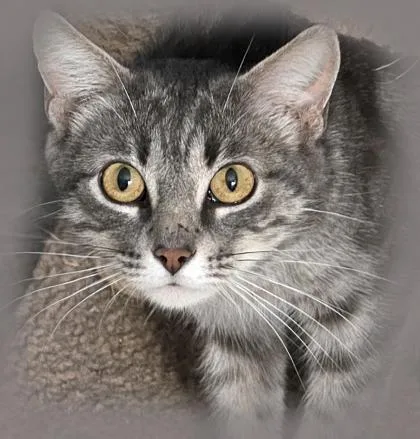 An adult medium-sized female Domestic Short Hair cat named Peanut for adoption in Verona, WI