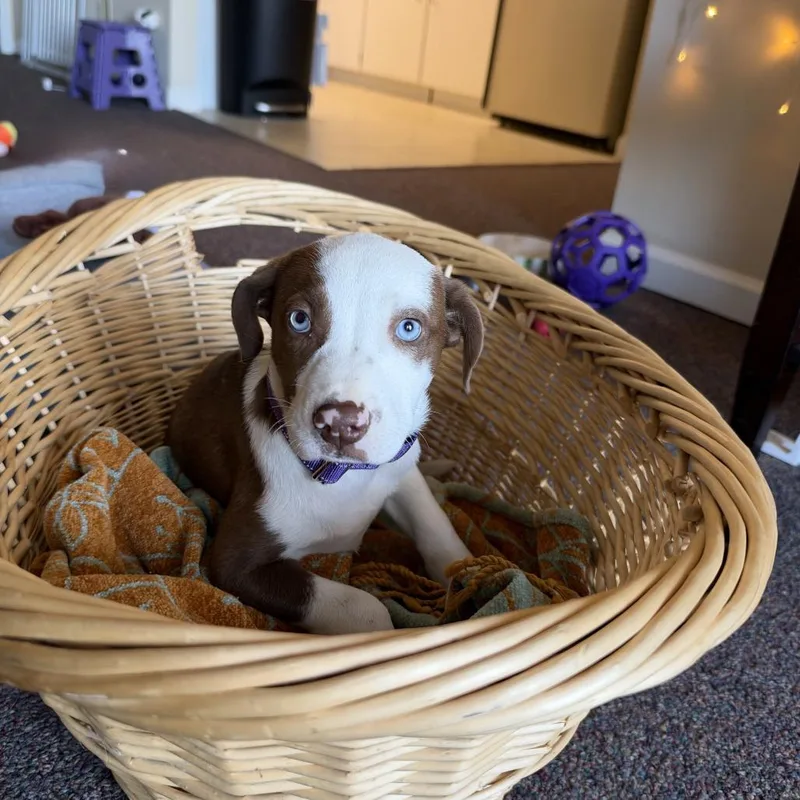 A baby small-sized female Brown / Chocolate Pit Bull Terrier dog named Sleepy for adoption in Greensboro, NC