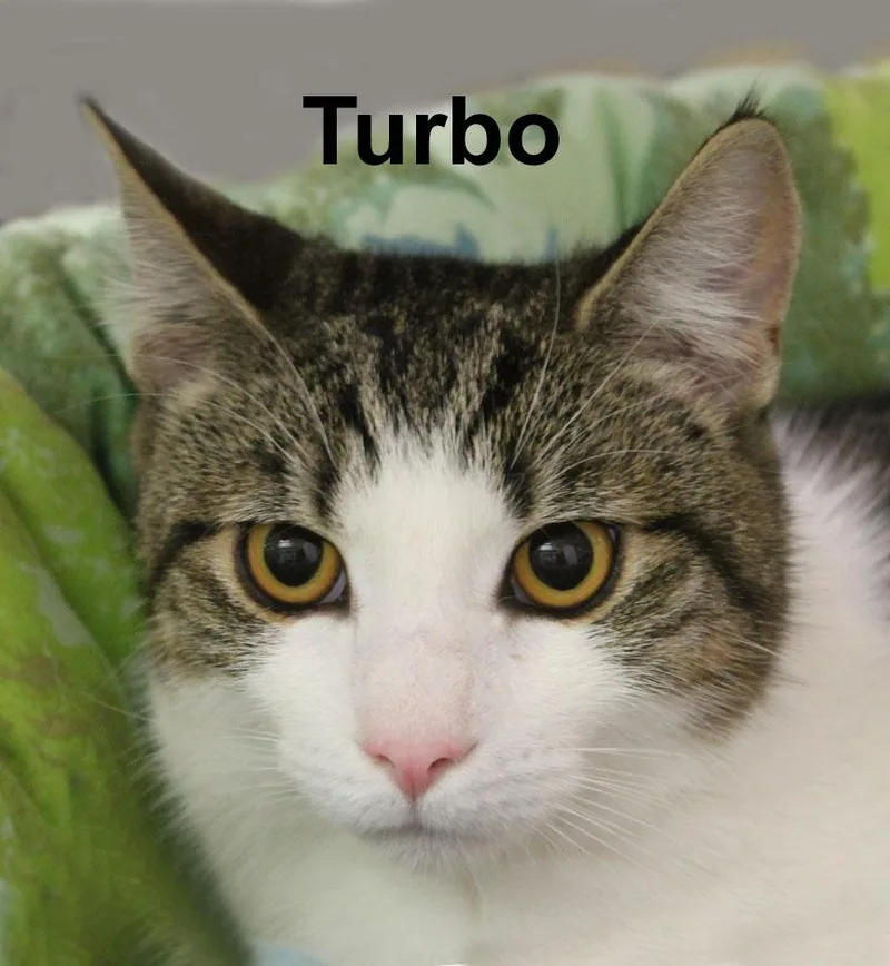 A baby medium-sized male Black Domestic Short Hair cat named Turbo Carr. for adoption in Stowe, PA