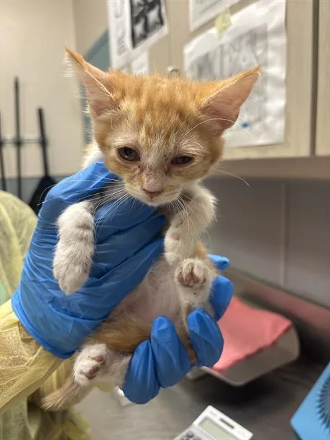 A baby small-sized male Domestic Short Hair cat named Pretzel for adoption in Las Vegas, NV