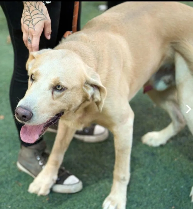 A young large-sized male Yellow Labrador Retriever dog named Teddy for adoption in Youngstown, OH