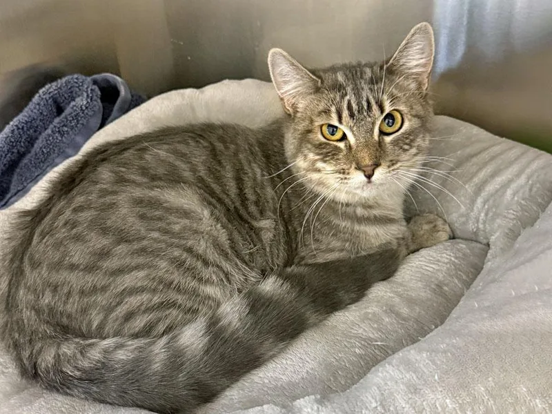 A young medium-sized female Domestic Short Hair cat named Lotti for adoption in East Falmouth, MA