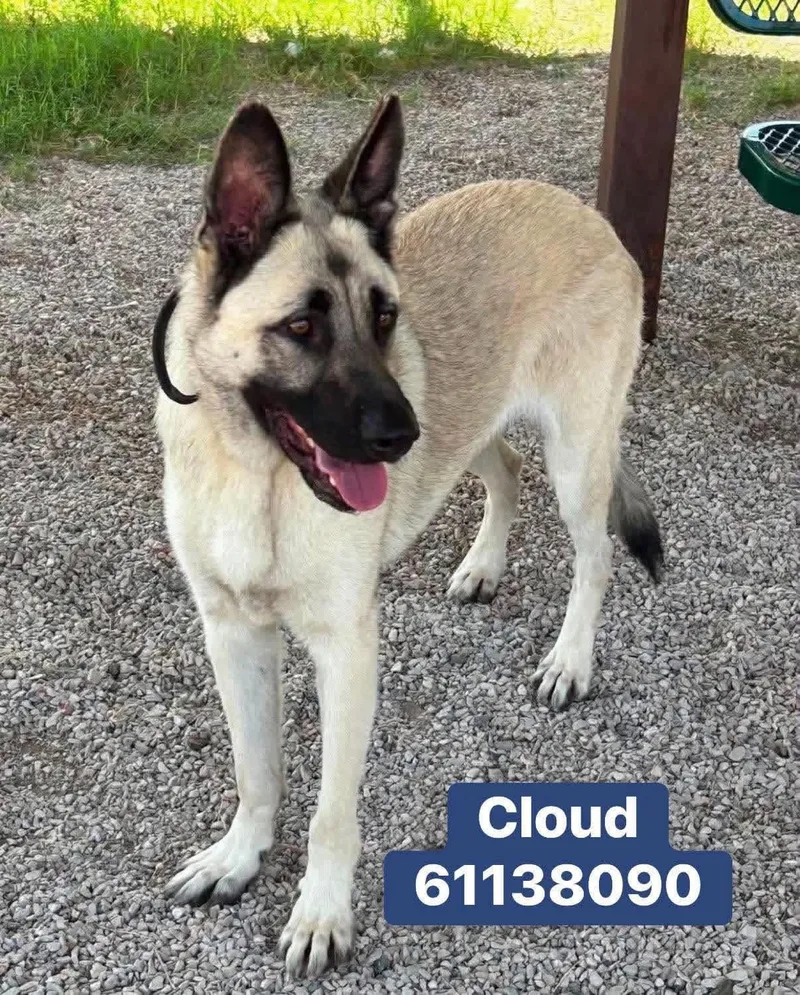A young large-sized male German Shepherd Dog dog named Cloud for adoption in Greeneville , TN