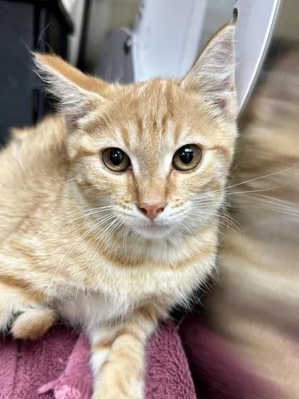 A baby medium-sized female Orange / Red Domestic Short Hair cat named Binglebob for adoption in Wichita, KS
