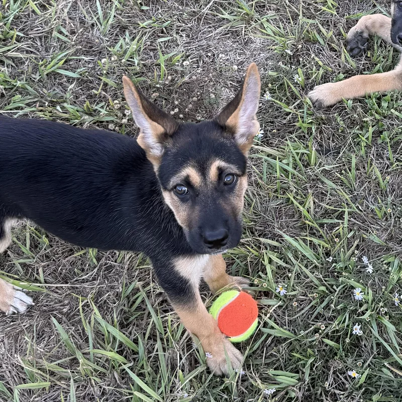 A baby medium-sized female Brown / Chocolate German Shepherd Dog dog named Maggie for adoption in Dallas, TX