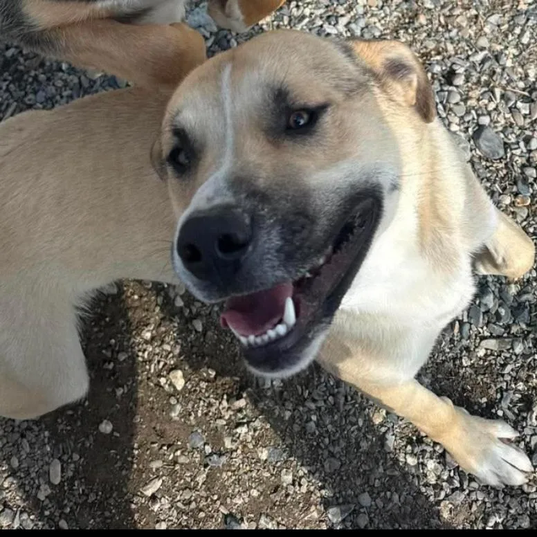 An adult medium-sized male Shepherd dog named Elk for adoption in Carlin, NV