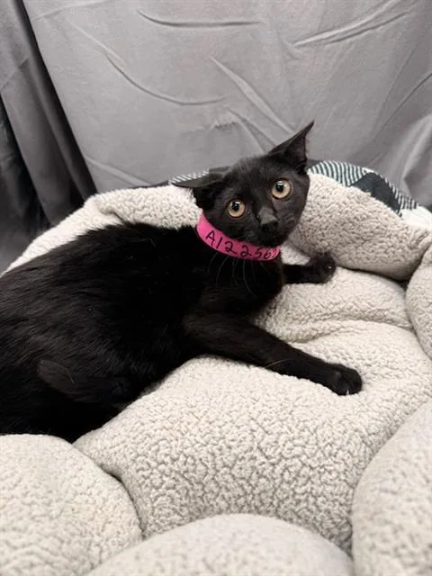 An adult small-sized female Domestic Short Hair cat named Truffle for adoption in Appling, GA