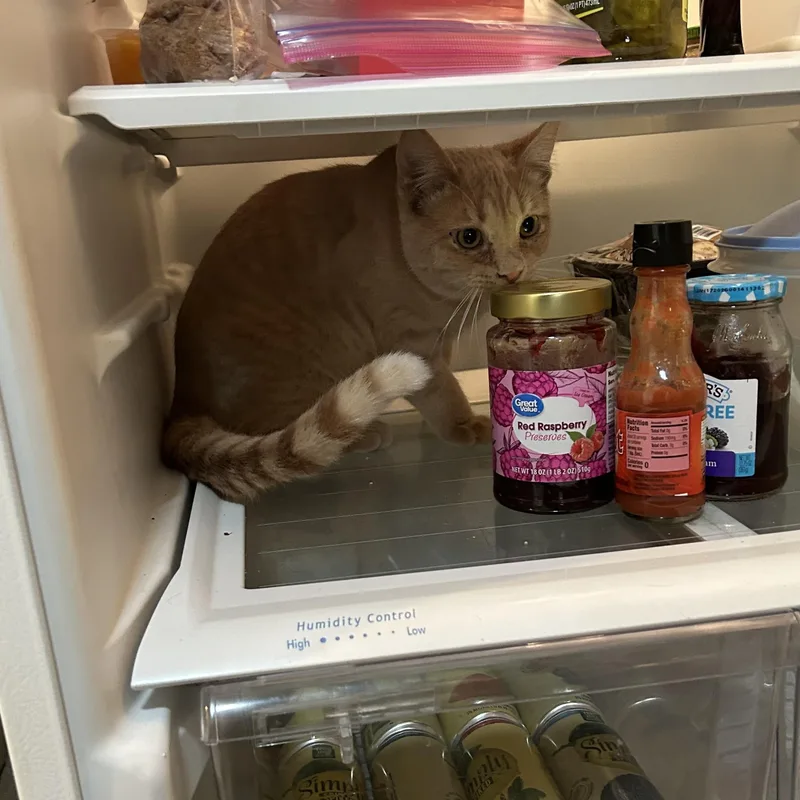 Orsonbonded With Skeezix thumbnail 2