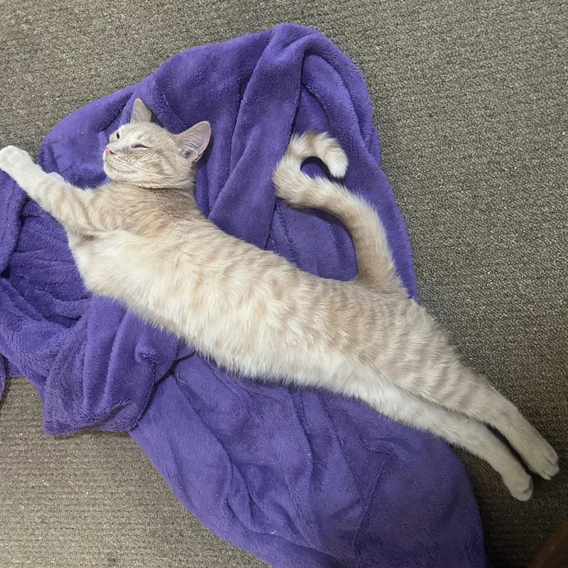 Orsonbonded With Skeezix