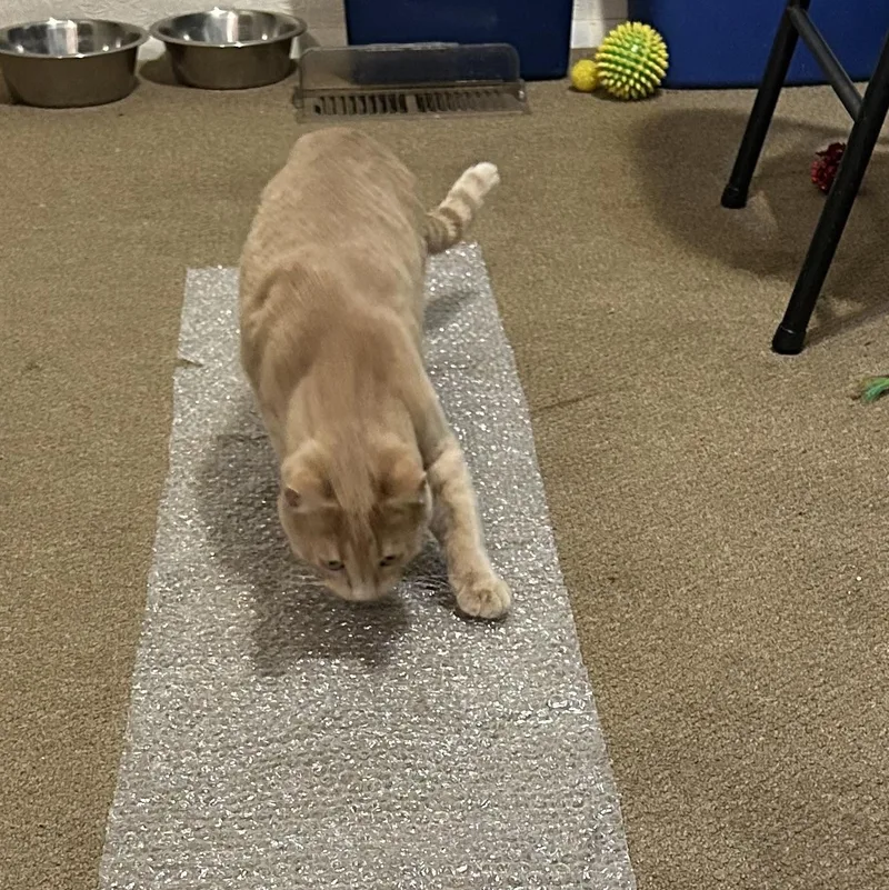 Orsonbonded With Skeezix thumbnail 3