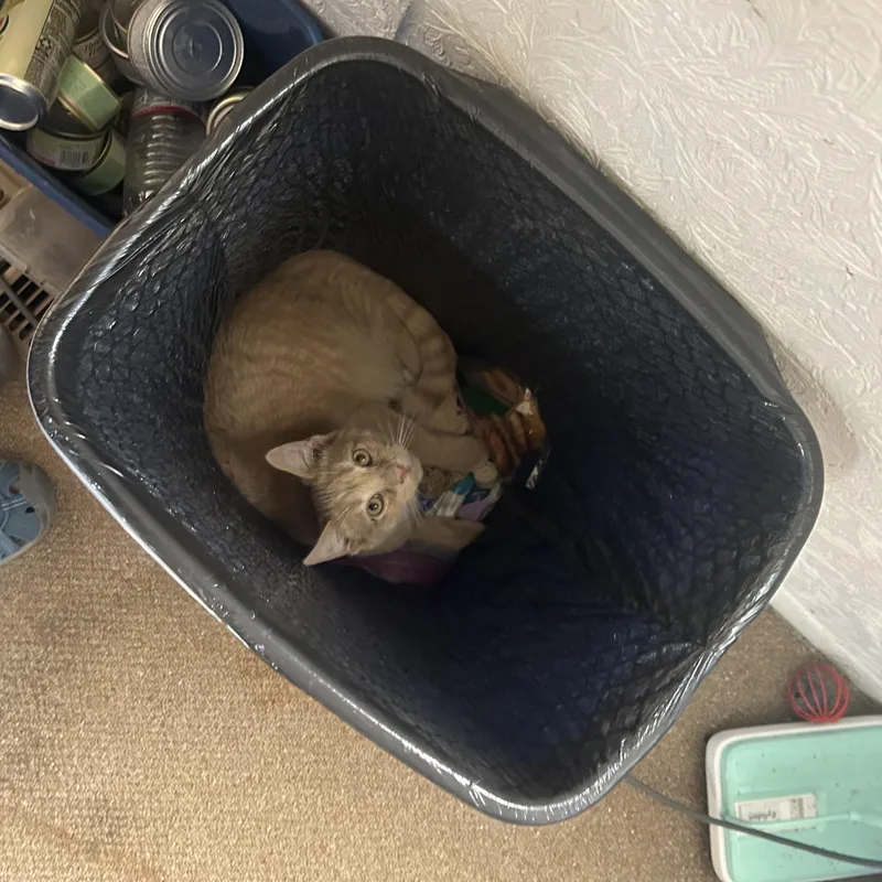 Orsonbonded With Skeezix thumbnail 4