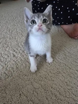 A baby medium-sized female Domestic Short Hair cat named Massachusetts for adoption in Pleasanton, CA