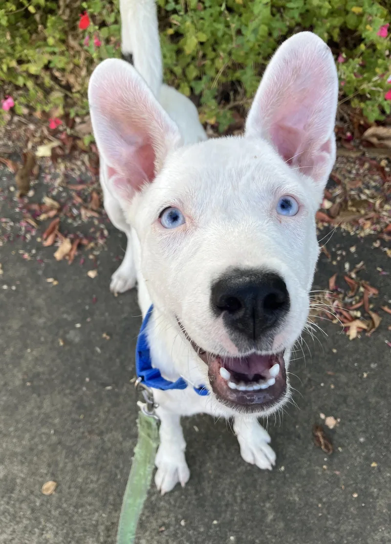A baby medium-sized female Terrier dog named Pixie for adoption in Davis, CA