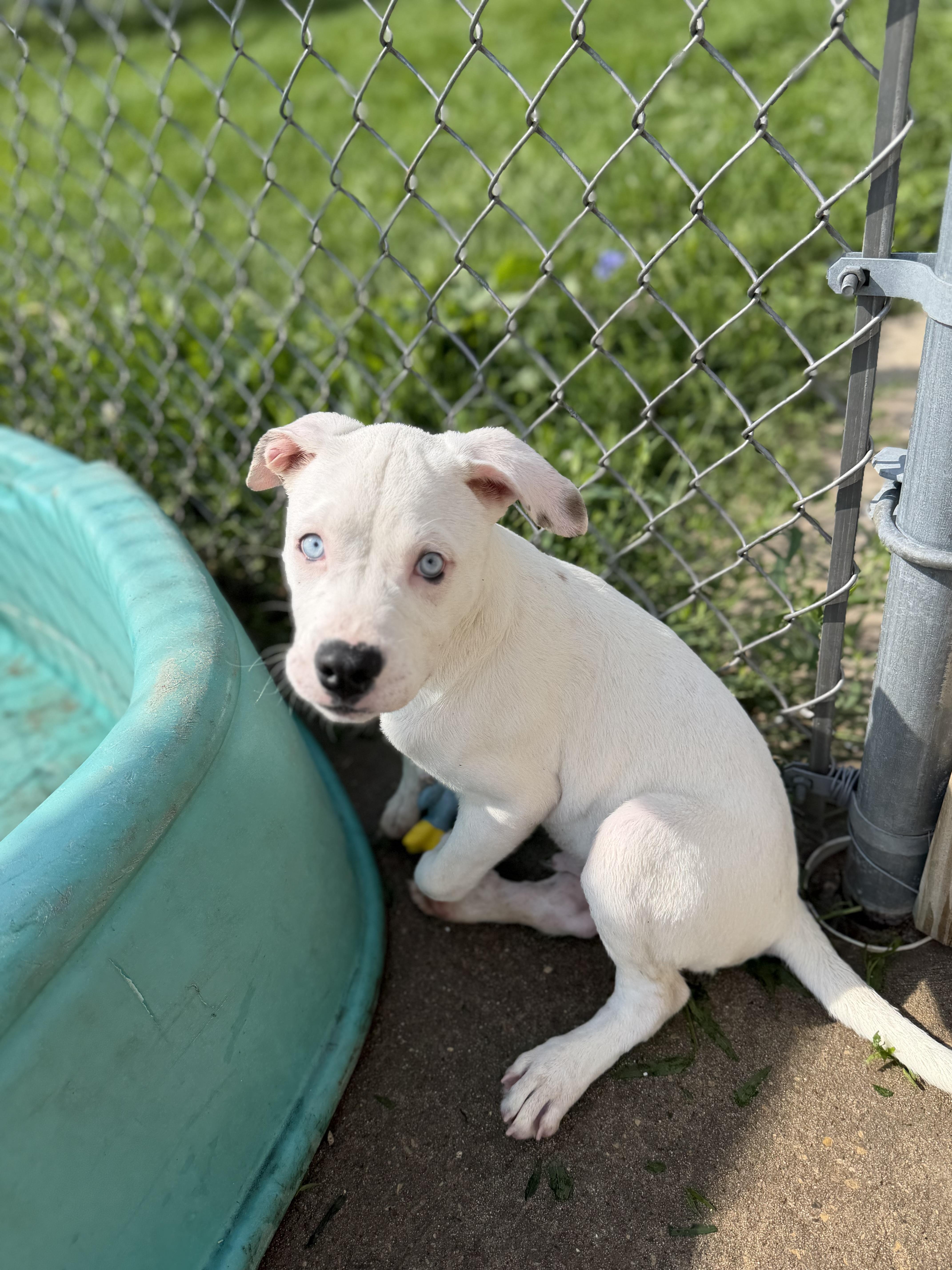 A baby medium-sized male White / Cream Boxer dog named Parker for adoption in Dodgeville, WI