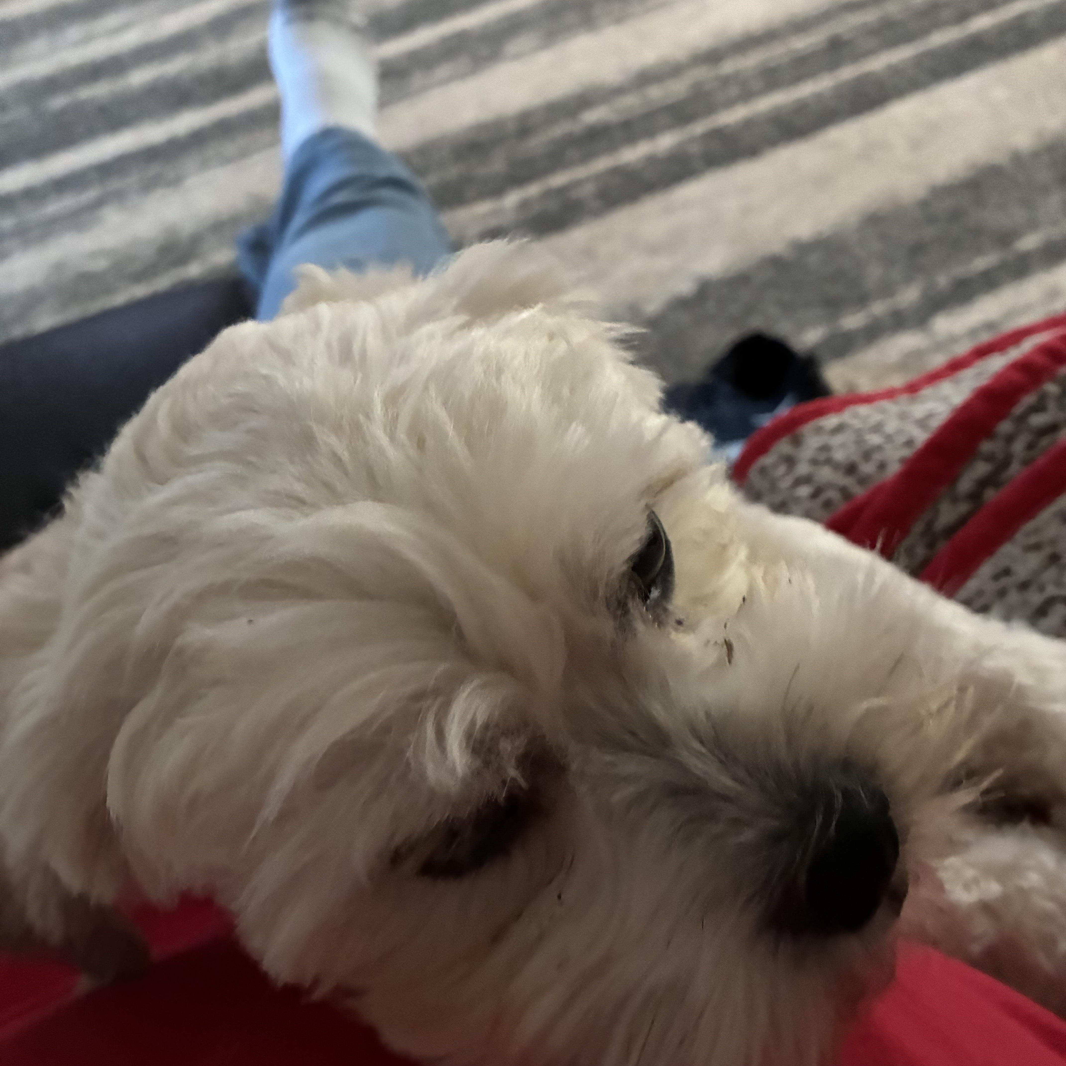 An adult small-sized male Shih Tzu dog named Sampson for adoption in Woodruff, SC