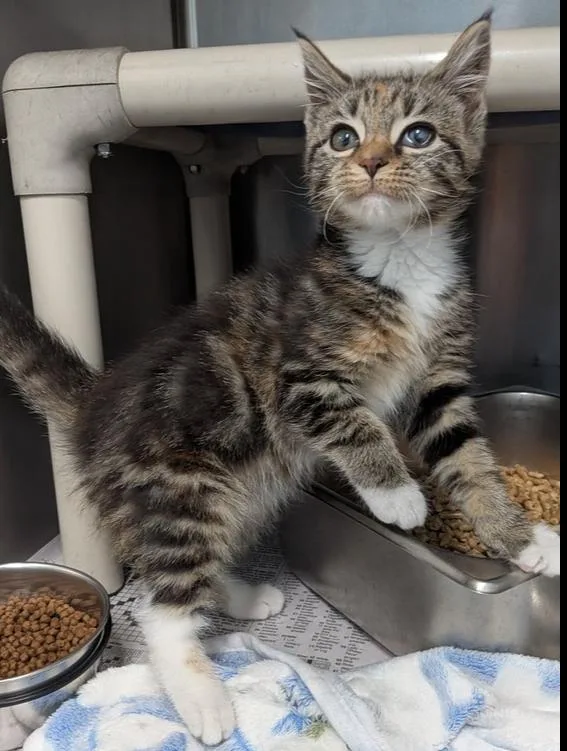A baby small-sized female Tabby (Brown / Chocolate) Domestic Short Hair cat named Heidi for adoption in Evansville, IN