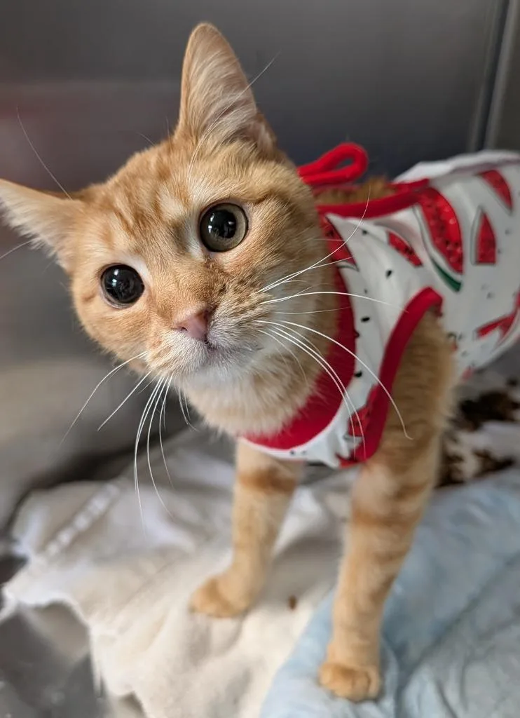 A young small-sized female Domestic Short Hair cat named Valencia for adoption in Ellijay, GA