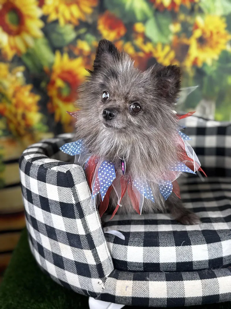 An adult small-sized female Pomeranian dog named Aria for adoption in Garland, TX