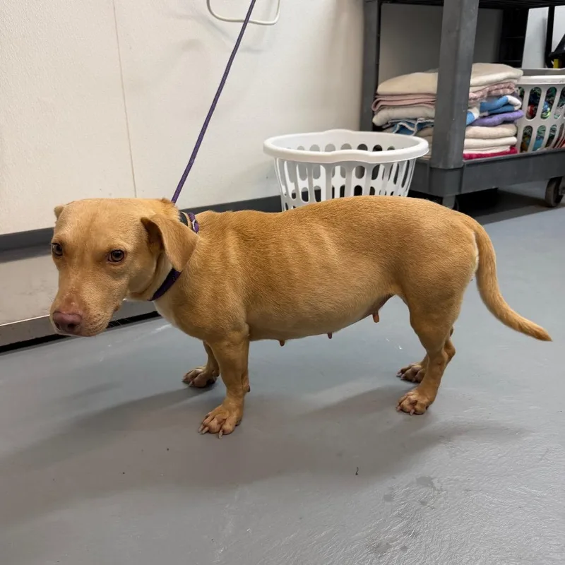 An adult medium-sized female Yellow / Tan / Blond / Fawn Mixed Breed dog named Sinclair for adoption in Carencro, LA