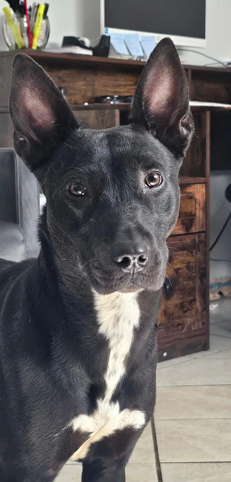 A young medium-sized female Mixed Breed dog named Sapphire for adoption in Du Quoin, IL