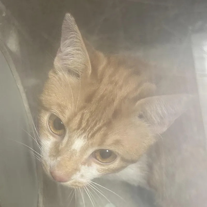 A young medium-sized male Orange / Red Domestic Short Hair cat named Milo for adoption in Philadelphia, PA