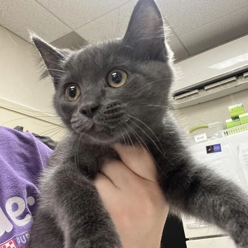 A baby small-sized female Gray / Blue / Silver Domestic Short Hair cat named Miss Fluffy for adoption in Pekin, IL