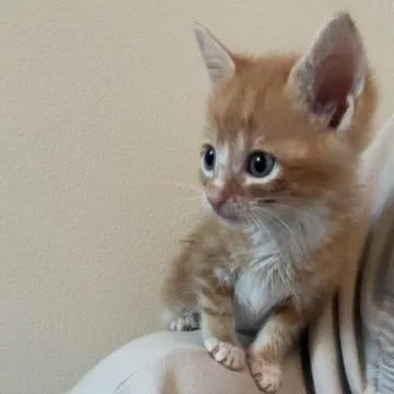 A baby small-sized male Domestic Short Hair cat named Invisible Man for adoption in Austin, TX