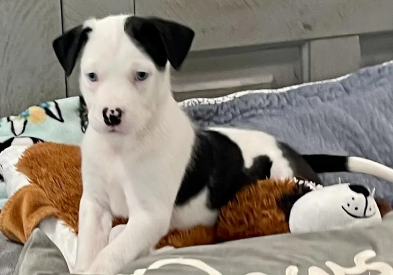 A baby large-sized female Tricolor (Brown, Black, & White) Labrador Retriever dog named Onyx for adoption in Greenlawn, NY