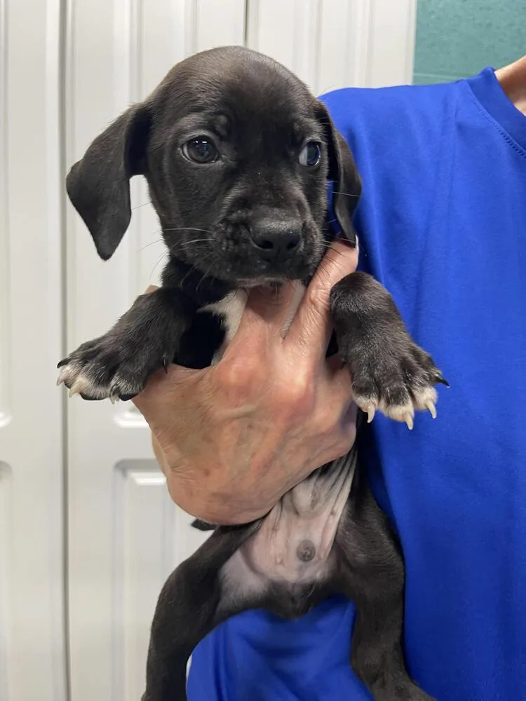 A baby small-sized male Tricolor (Brown, Black, & White) Labrador Retriever dog named Arlo for adoption in Chattanooga, TN