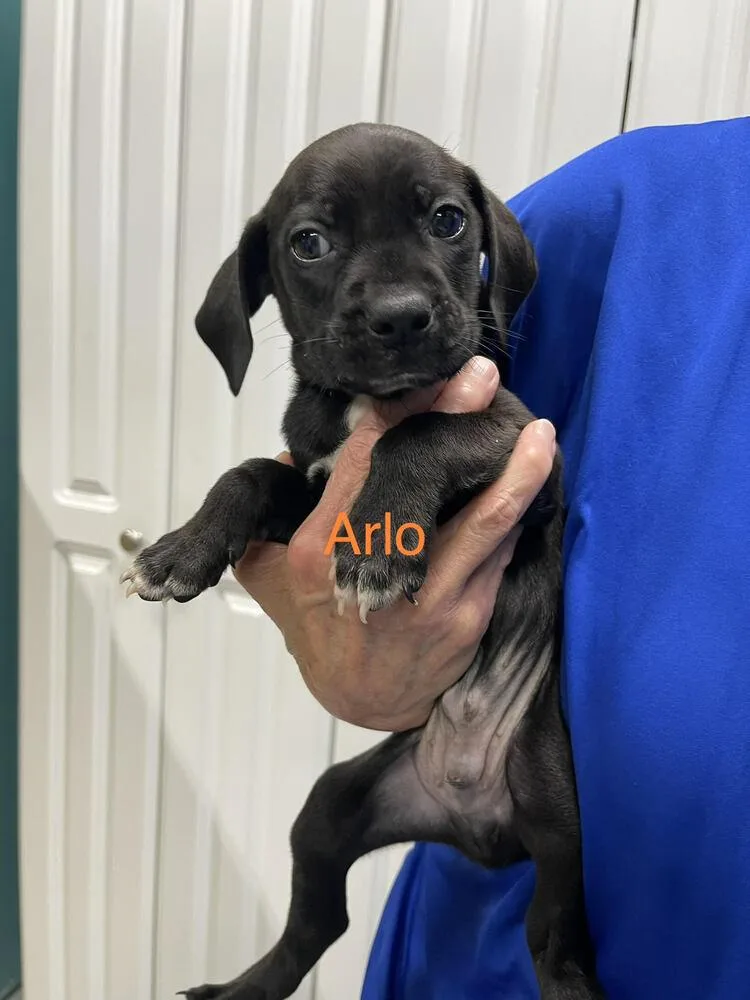 Arlo thumbnail 2