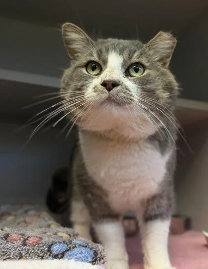 A young medium-sized male Domestic Short Hair cat named Big Mack for adoption in Bensalem, PA