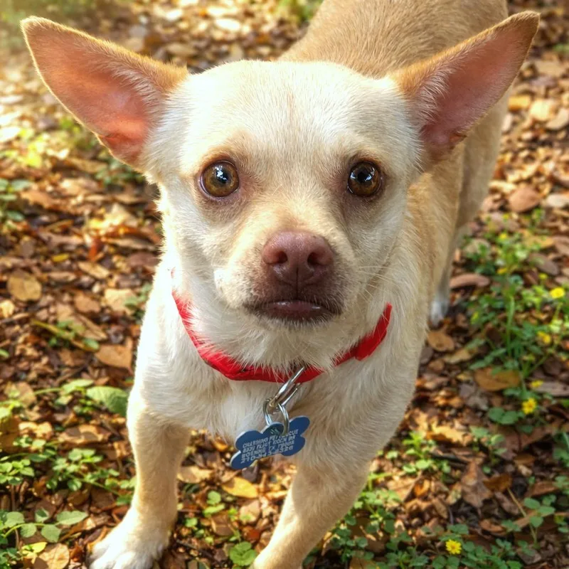 A young small-sized male Red / Chestnut / Orange Chihuahua dog named Brooks for adoption in Boerne, TX