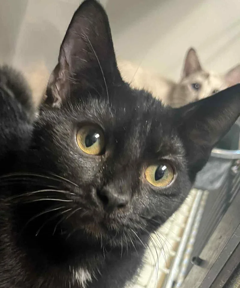 A young small-sized male Black Domestic Short Hair cat named Blackie for adoption in Robinson, IL