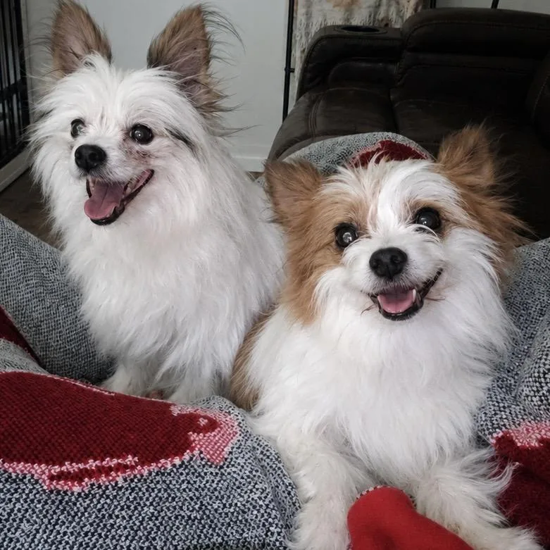 A senior small-sized female White / Cream Papillon dog named Panda for adoption in Hudson, IL