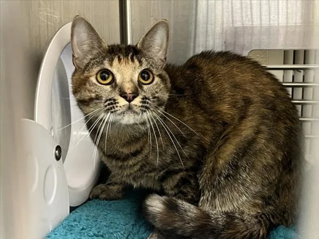 A young medium-sized female Domestic Short Hair cat named Misy for adoption in Chapel Hill, NC
