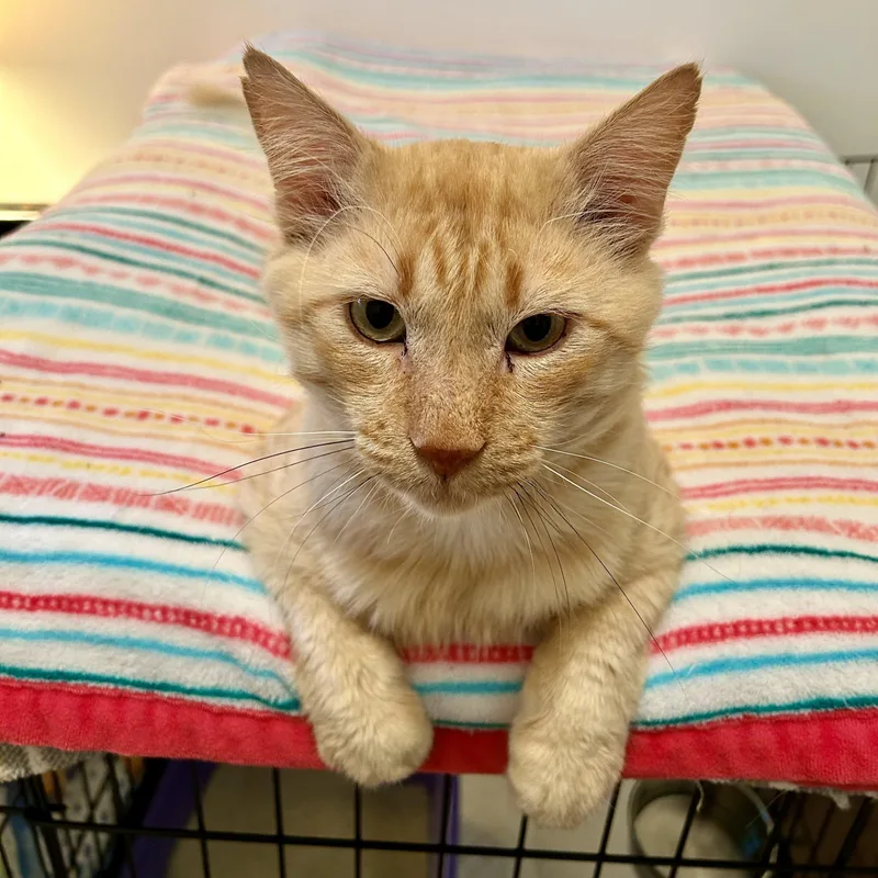 An adult large-sized male Orange / Red Domestic Short Hair cat named Simba for adoption in Sacramento, CA