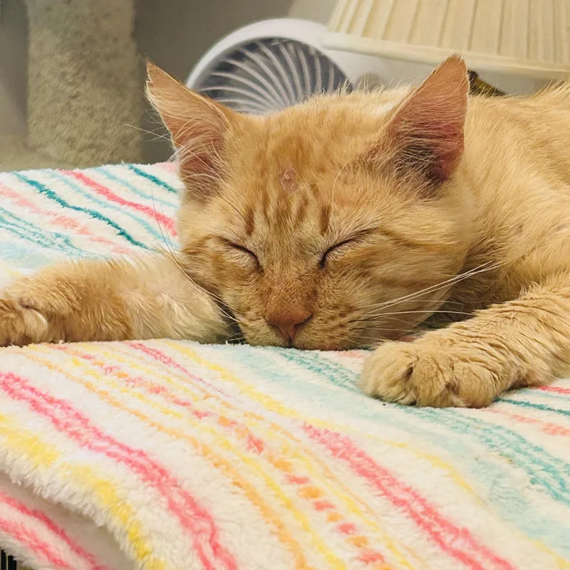 Simba thumbnail 2