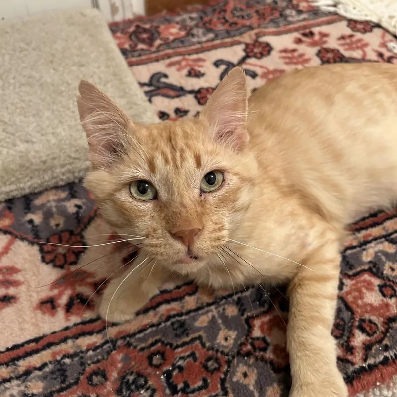 Simba thumbnail 3