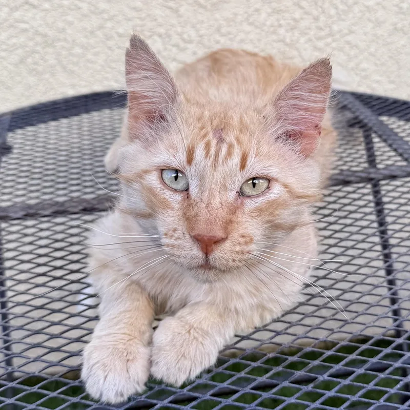 Simba thumbnail 4