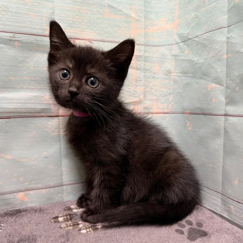 A baby small-sized female Black American Shorthair cat named Pocus for adoption in Spokane, WA