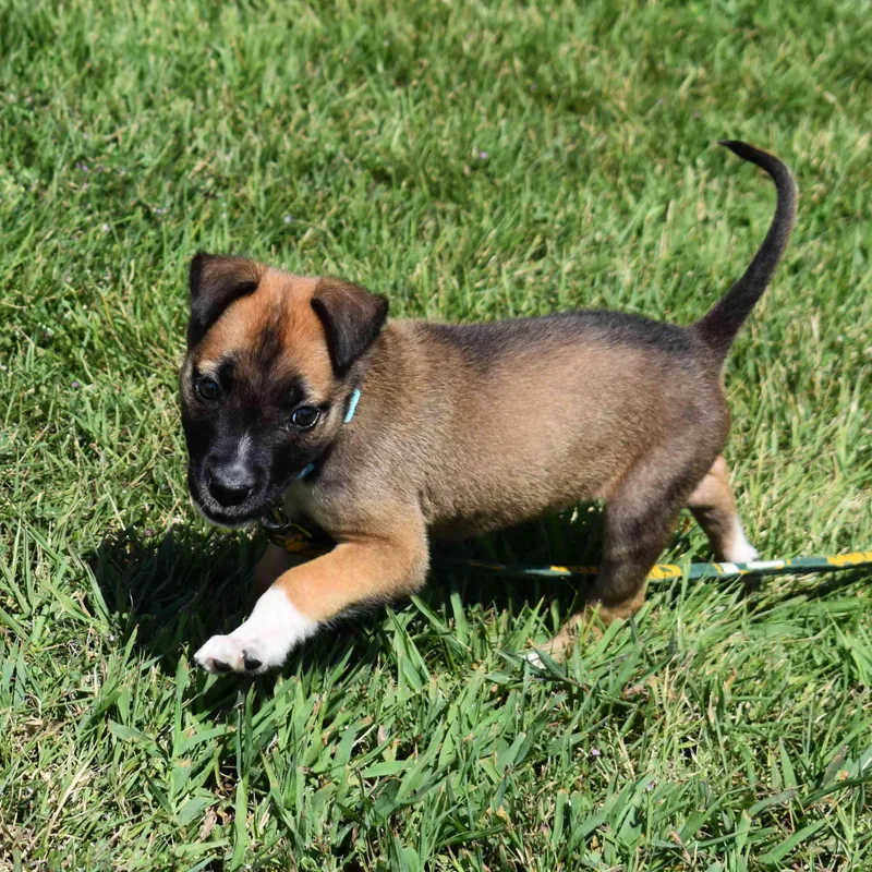 A baby medium-sized female Yellow / Tan / Blond / Fawn Mixed Breed dog named Liz for adoption in Searcy, AR