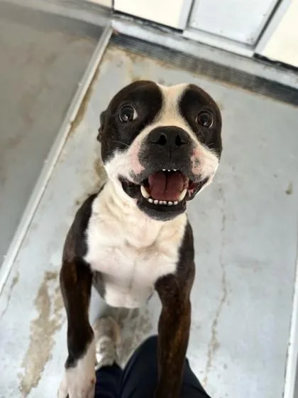 An adult medium-sized male Mixed Breed dog named Angelo for adoption in Violet, LA