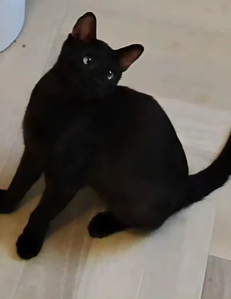 A young small-sized male Brown / Chocolate Domestic Short Hair cat named Onyx Nightshade for adoption in Chandler, AZ