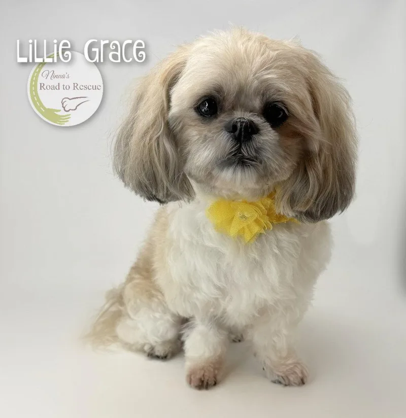 Lillie Grace thumbnail 2