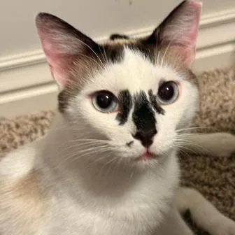 An adult small-sized male Domestic Short Hair cat named Sinatra for adoption in Tulsa, OK