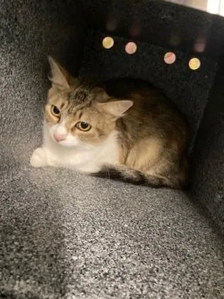 An adult medium-sized female Domestic Short Hair cat named Mama One for adoption in Port Allen, LA