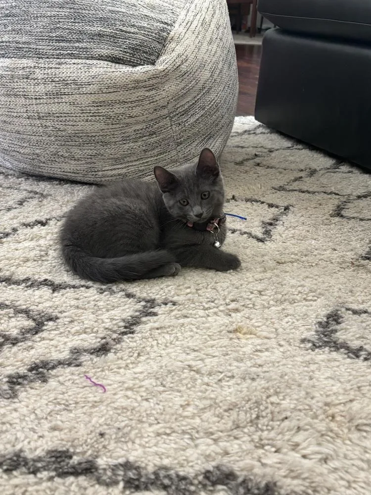 A baby small-sized female Gray / Blue / Silver Domestic Short Hair cat named Maybel for adoption in Dallas, TX