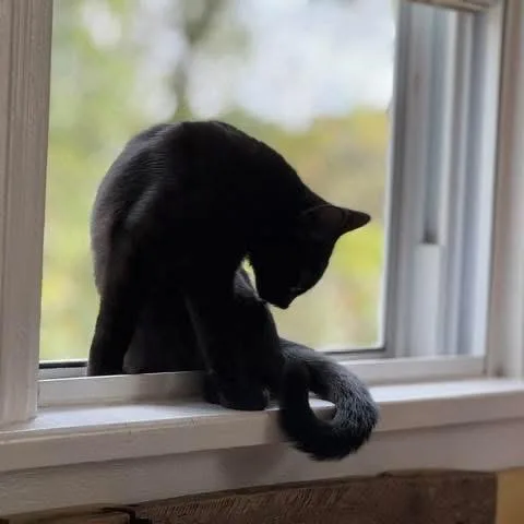 A young small-sized female Black Domestic Short Hair cat named Gilly for adoption in Pittsburgh, PA