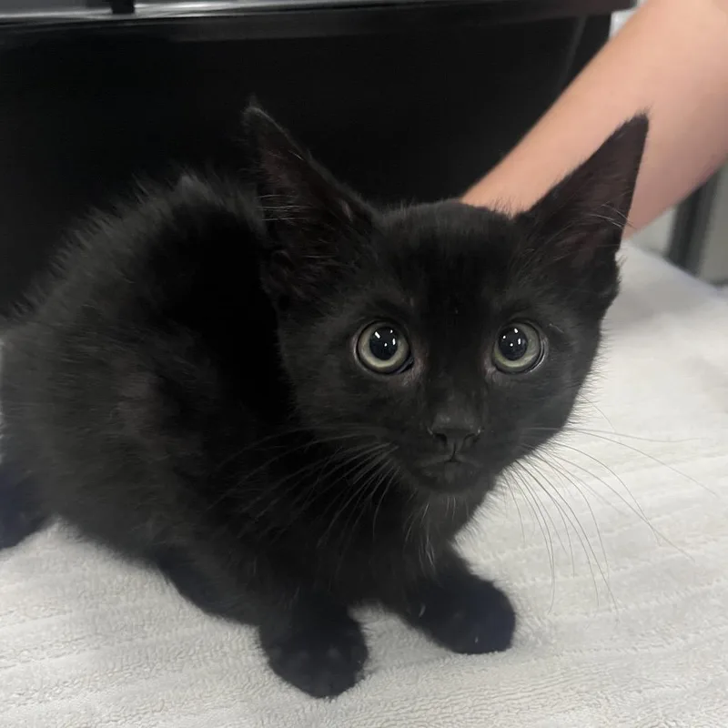 A baby small-sized male Domestic Short Hair cat named Klaus for adoption in Hinsdale, IL